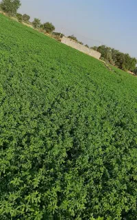 بذر یونجه گهی ایرانشهری گرمسیری