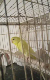 ماده مرغ عشق