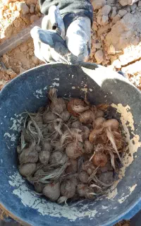 کارگر ماهر بیاز زعفرون کنی  تیپ جمع کنی