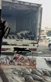 حمل بار با ایسوزو یخچالدار زیر صفری و بالای صفر