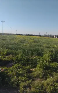 سرکارگر کشاورزی