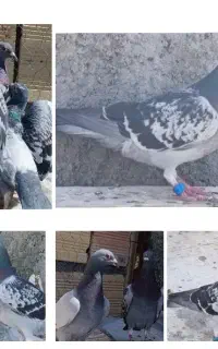 کبوتر مسافتی
