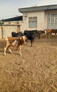 ۱۰ راس گاو قربانی نزاییده گوس اله