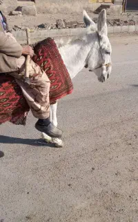 الاغ گله