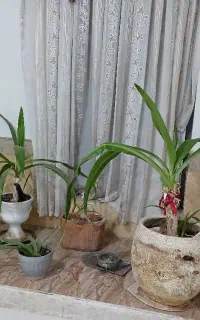 گل و گیاه