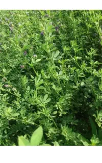 فروش یونجه چین سوم