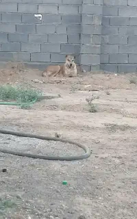 سگ ماده