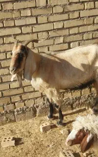 بز ابستن شرطی