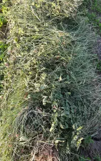 پرس شبدر