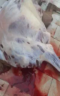 قصاب گوسفند شتر و گاو