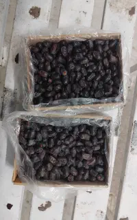 خرمای مضافتی پنج کیلو سال گذشته ۲ تن موجود