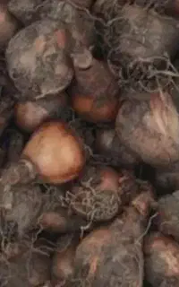 پیاز گل نرگس