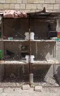 قفس جفت گاه