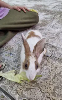خرگوشی خانگی پرجنب وجوش