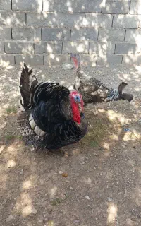 بوقلمون نر و ماده