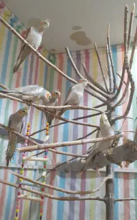 عروس هلندی سرلاکی