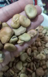 باقلا  خوش پخت باغی