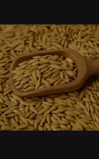برنج چمپا چلتیک موگرمون