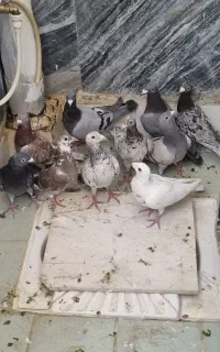 کبوتر