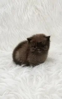 گربه بریتیش چاکلت