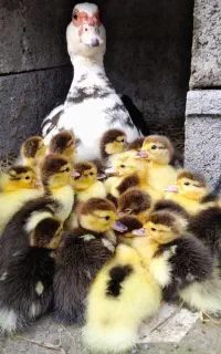 فروش جوجه اردک سه روزه روسی فقط دانه ای ۱۸۰تومن