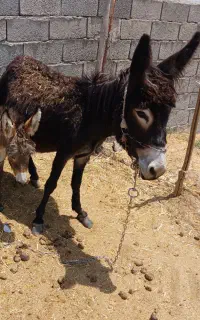 خر با کره  به فروش میرسد