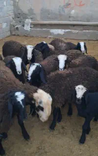 بره نر پای پروار جفتی ۷۵کیلو شال