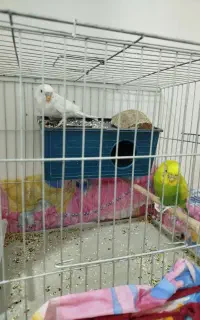 مرغ عشق