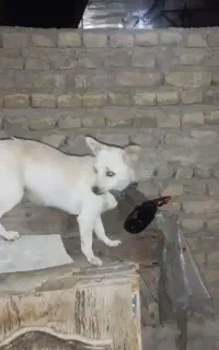 سگ خانگی شیواوا