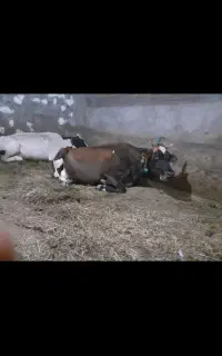 دو عدد گاو ابستن