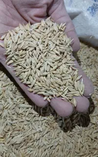 جو محلی سبوسدار