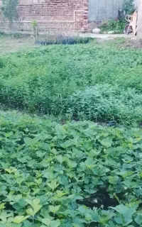نهال تازه بادمجان و گوجه...