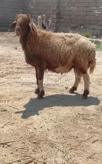 بازدید حمیدیه