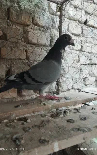 کبوتر