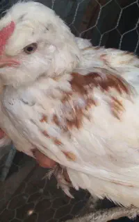 مرغ گلین
