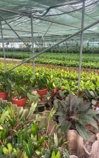 نیروی آقا جهت کار در گلخانه