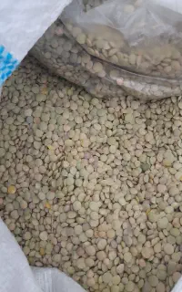 عدس محصول امسال