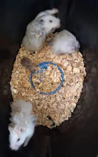 چهار تا همستر باهم ۶۰۰ تومان