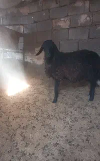 یک راس میش بادوراس بره به فروش میرسد