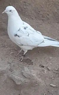 کبوتر پرشی