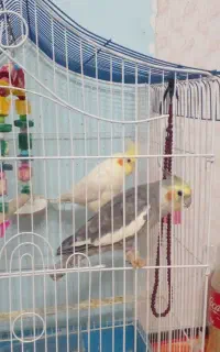 بک جفت عروس هلندی