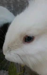 بچه خرگوش