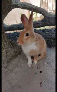 خرگوش نر