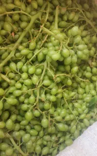 غوره تازه عسگری