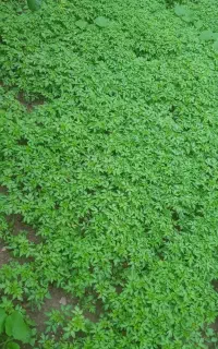 نهال گوجه ریز درجه یک