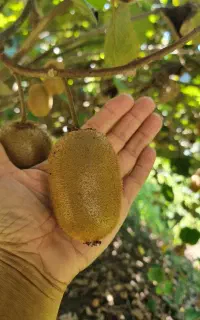 ۳۰ تن کیوی درجه ۱