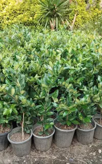 فروش یاس