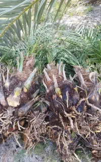 فروش پاجوش