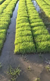نشا برنج .