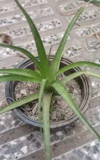 کاکتوس